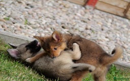 Mixed Breed dogs for sale: Shollies  in Rochdale - Image 8