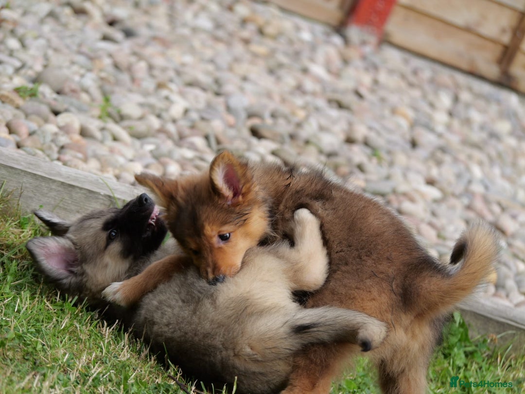 Mixed Breed dogs for sale: Shollies  in Rochdale - Image 8