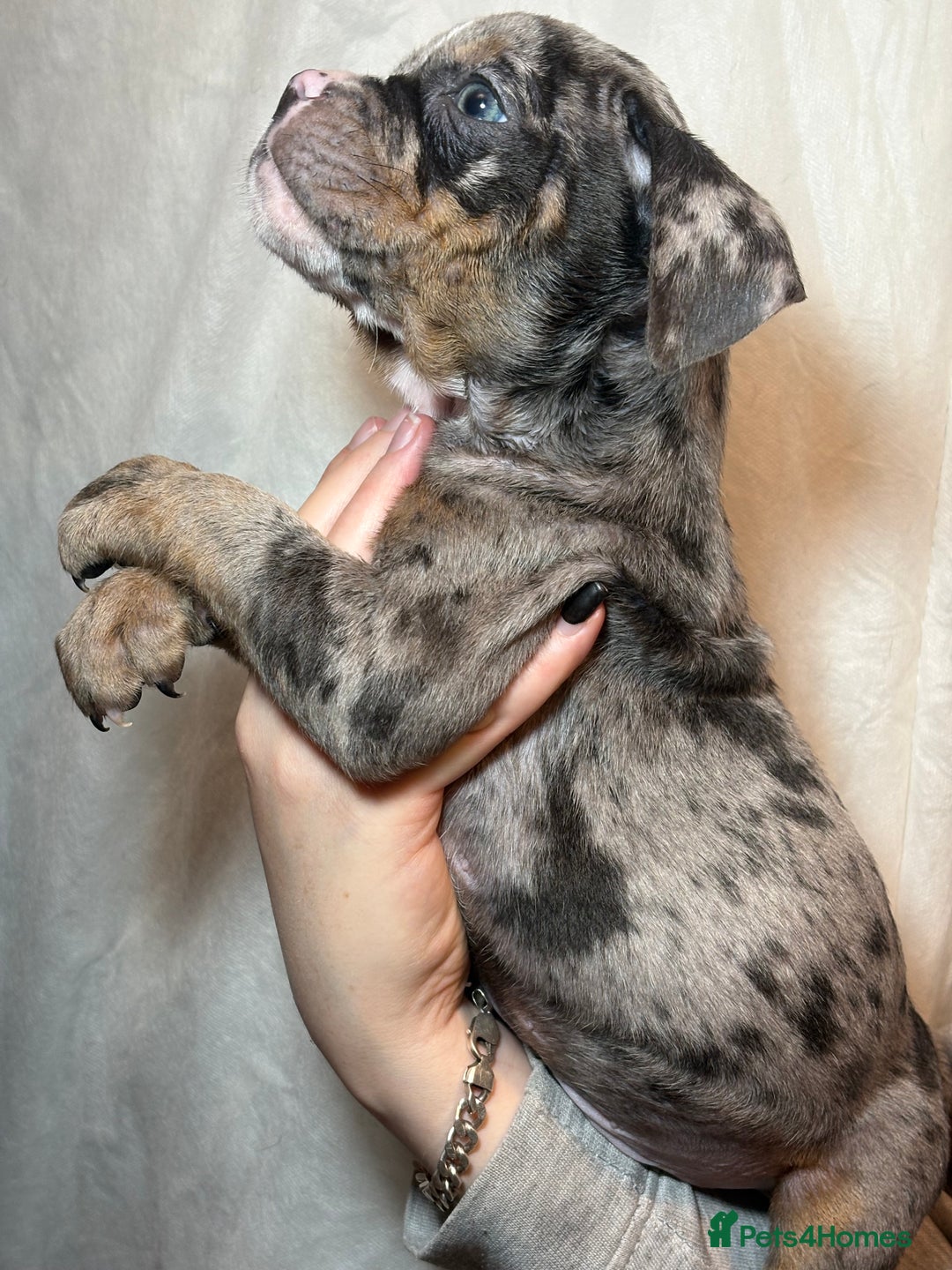 Olde English Bulldogge dogs for sale: 8 week old Olde English Bulldogges  - Advert 20