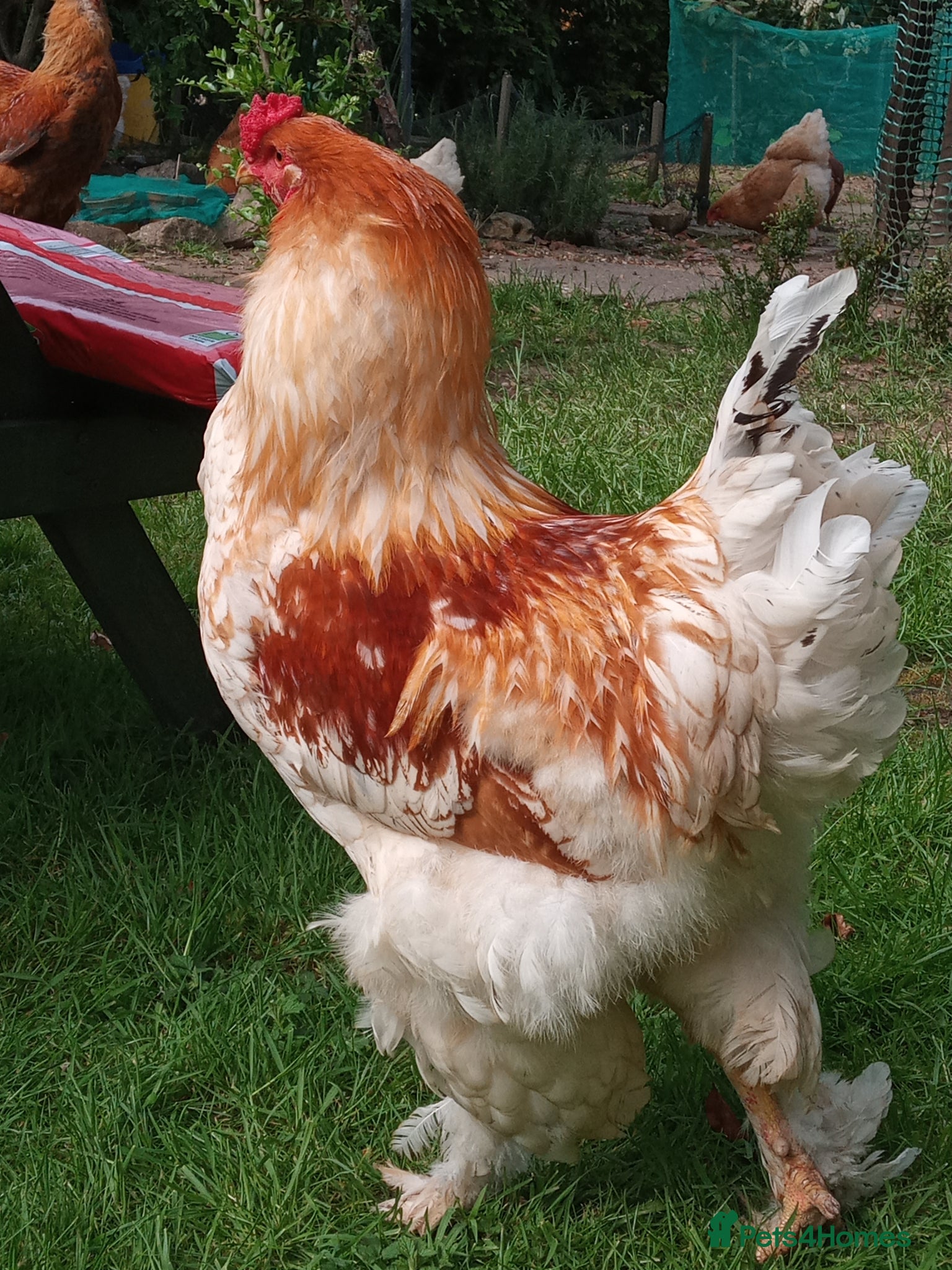 Chickens poultry Rooster cockerel LF Brahma  - Advert 1