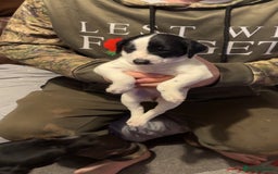 Mixed Breed dogs for sale: Bedlington X pointer  - Advert 6