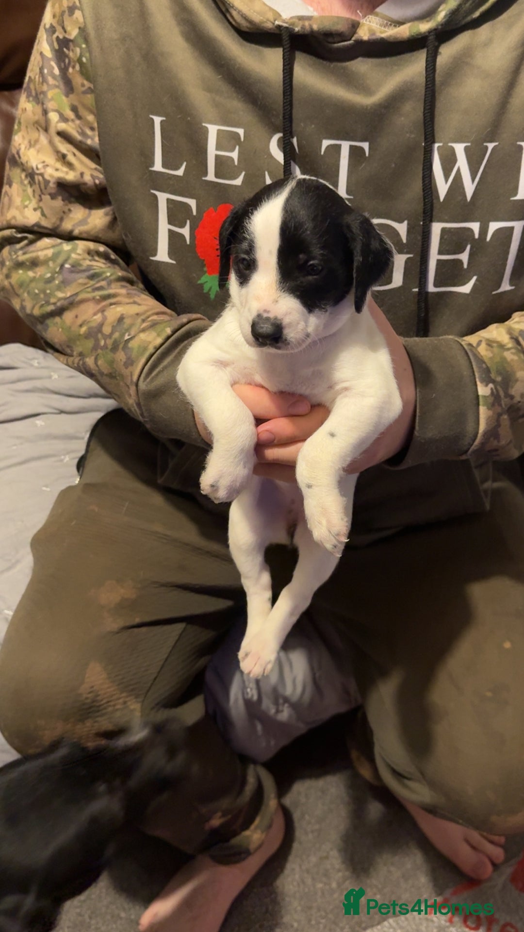 Mixed Breed dogs for sale: Bedlington X pointer  - Advert 6