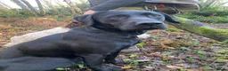 Labrador Retriever dogs for stud: Fin - BLACKTHORN - Advert 3