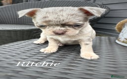 Chihuahua dogs for sale: Long coat KC reg girl READY NOW - Image 15
