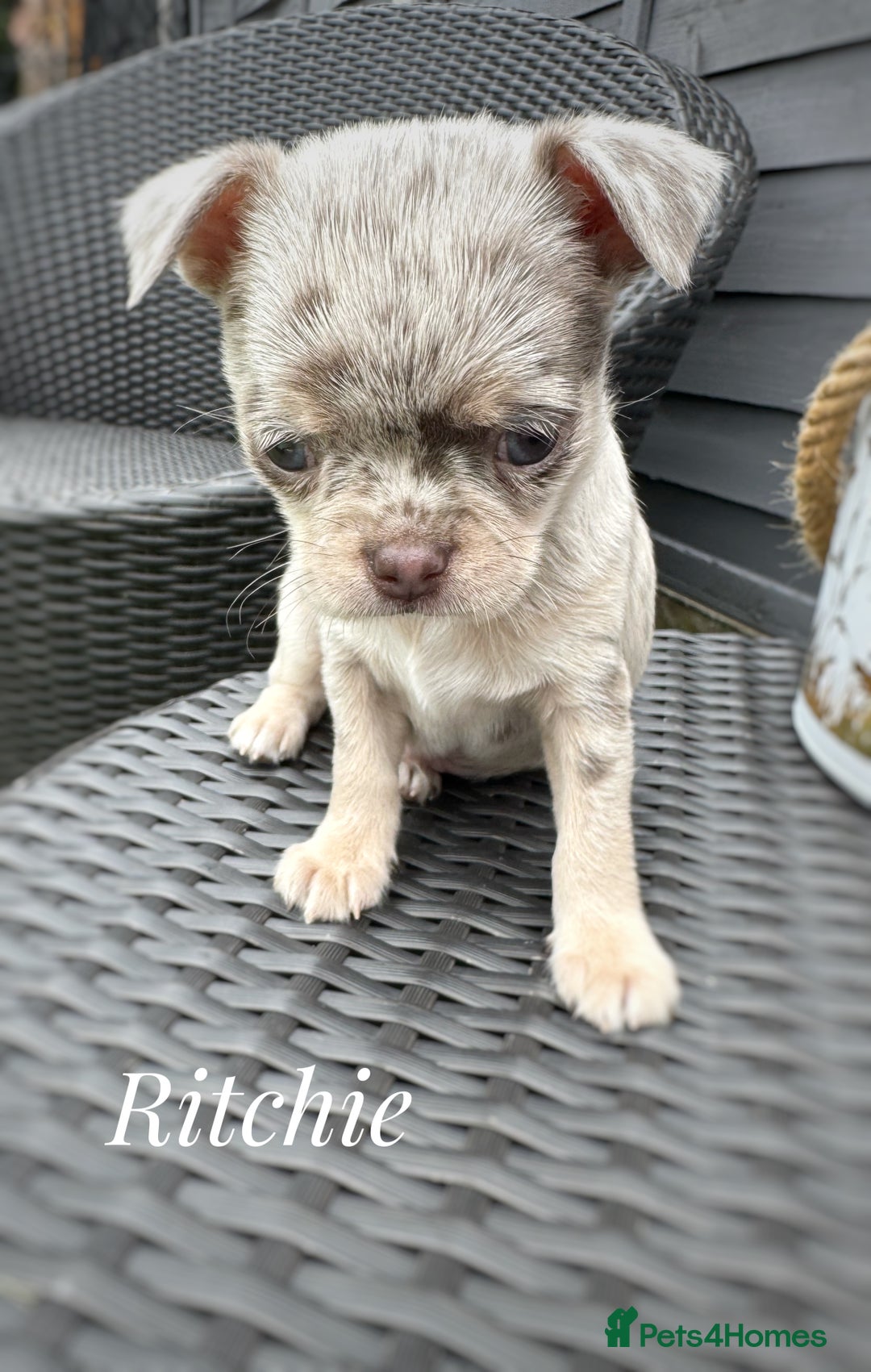 Chihuahua dogs for sale: Long coat KC reg girl READY NOW - Image 15