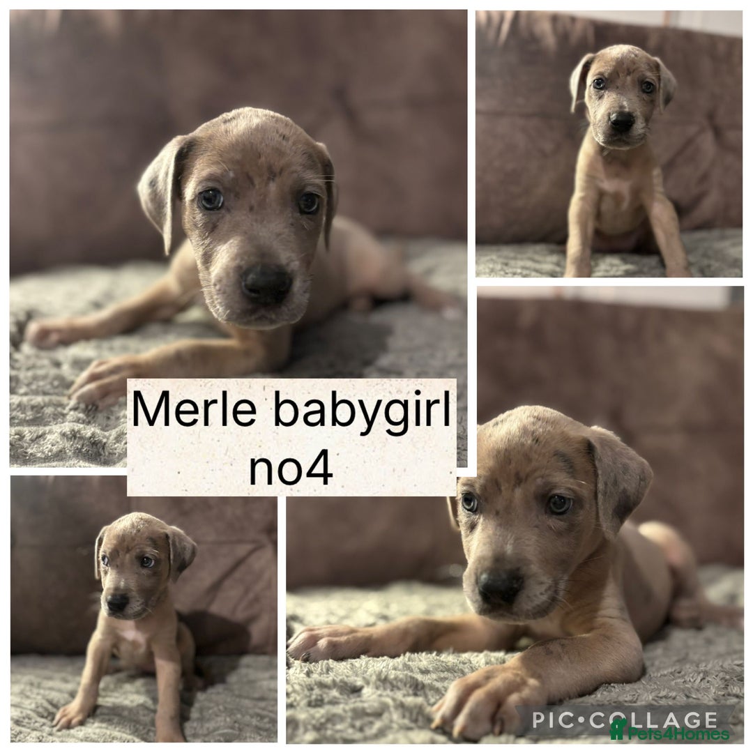 Mixed Breed dogs for sale: Rhodesian Ridgeback x Cane Corso puppies for sale - Image 5