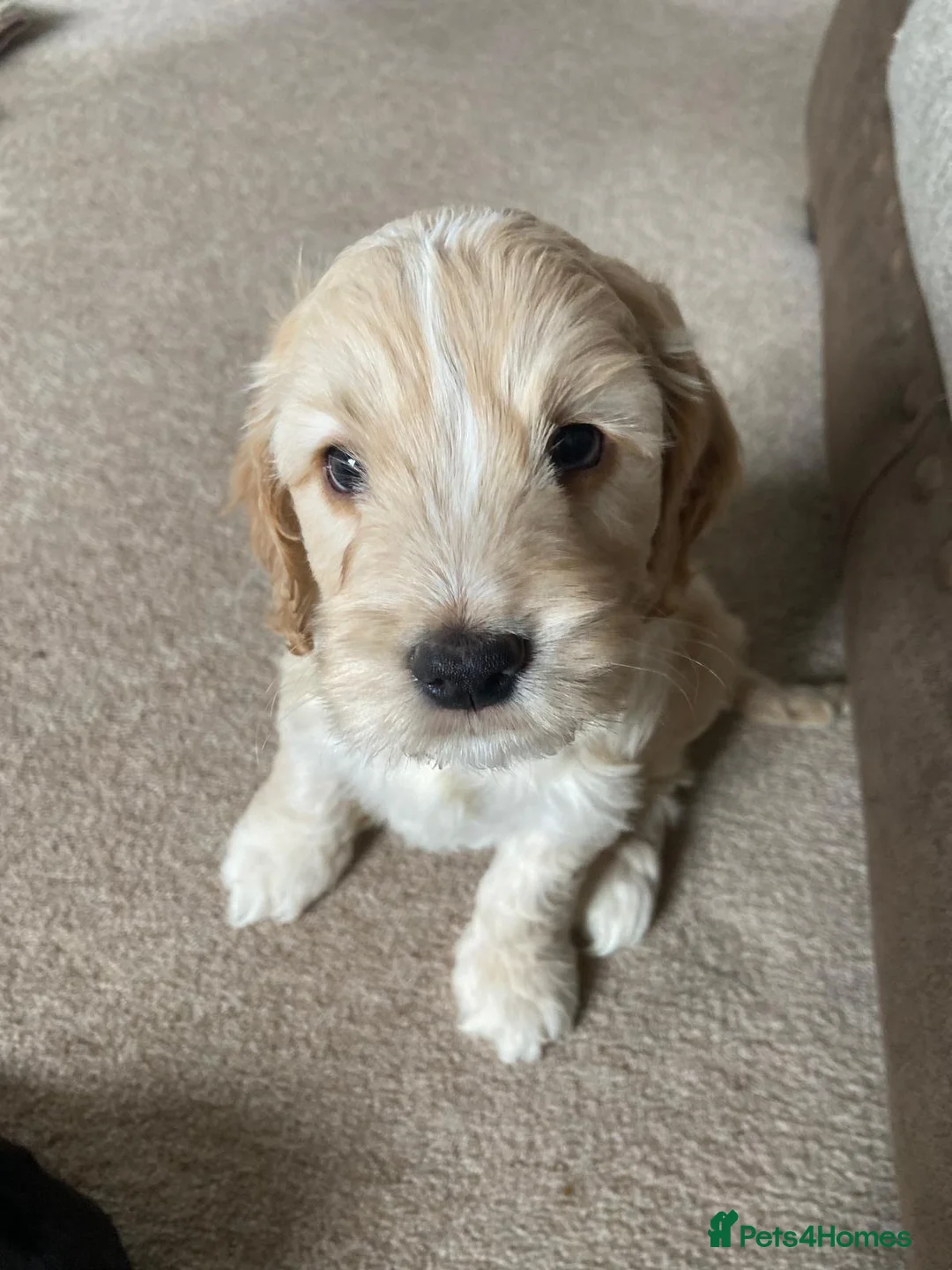 Cockapoo dogs for sale: Show cockerpoo  - Advert 2