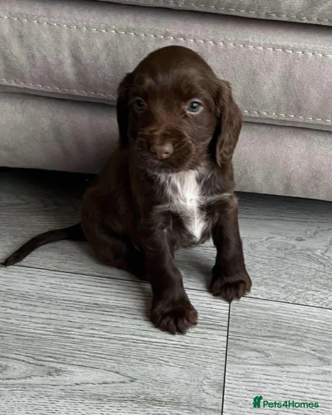 Cocker Spaniel dogs for sale: Show cocker spaniel  in Peterborough - Advert 13