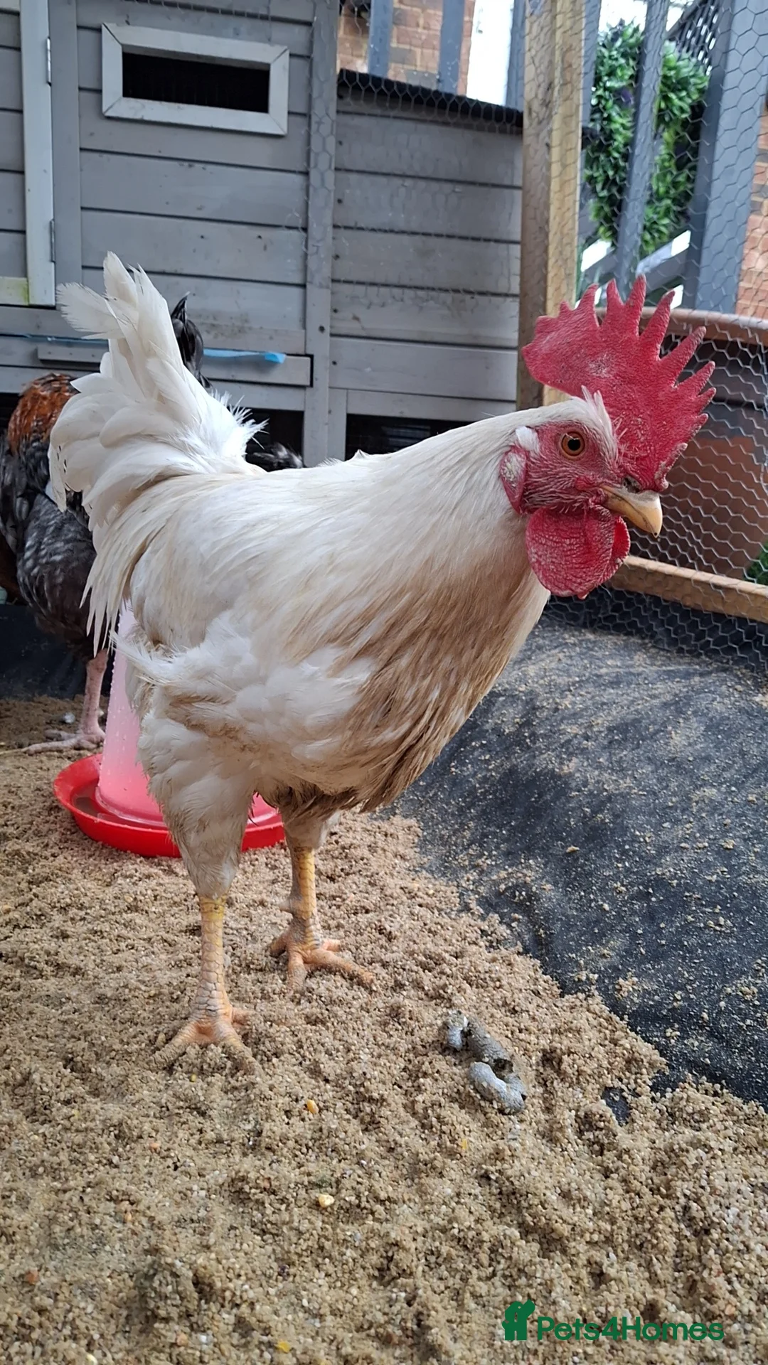 Chickens poultry for sale: Cockerel - Advert 2