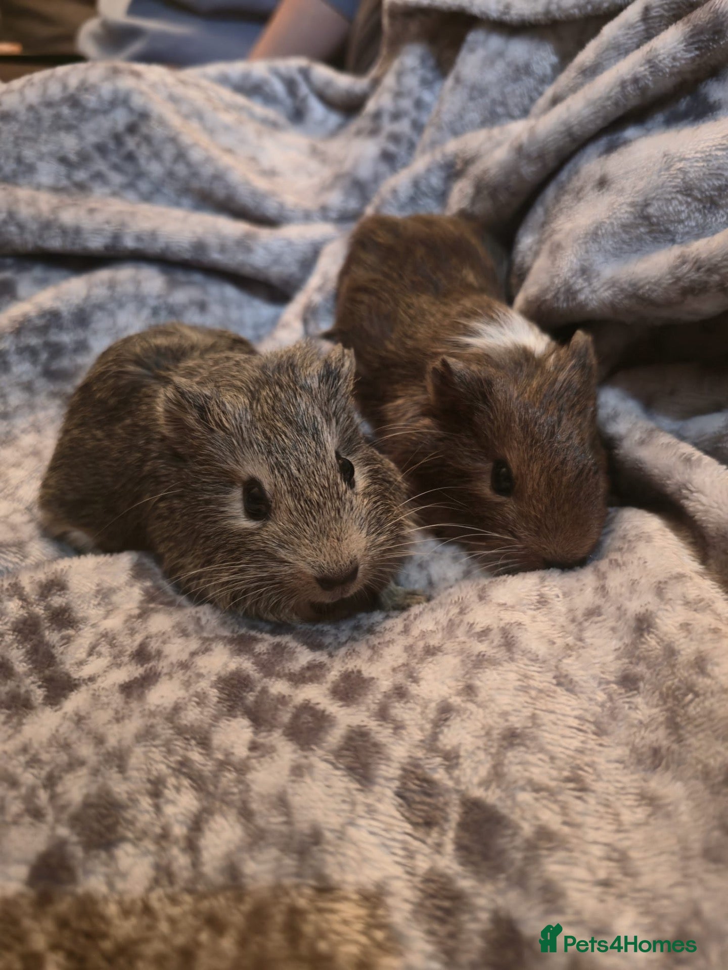 Guinea Pig rodents TWO PAIRS of male baby guinea pigs for sale.  - Advert 13