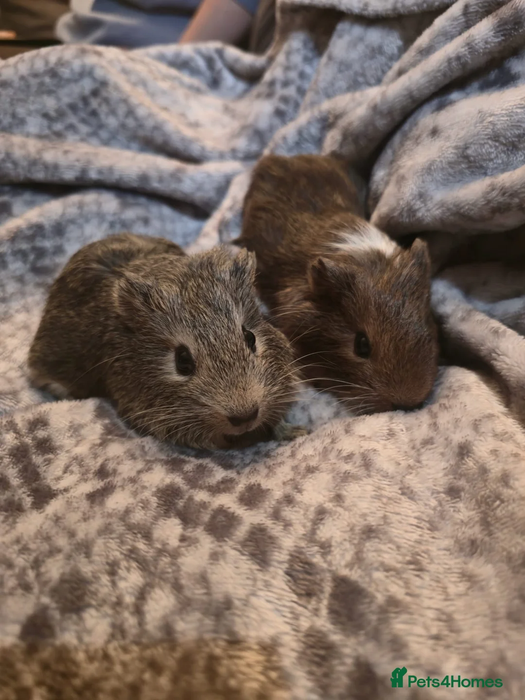 Guinea Pig rodents for sale: TWO PAIRS of male baby guinea pigs for sale.  in Bolton - Advert 1