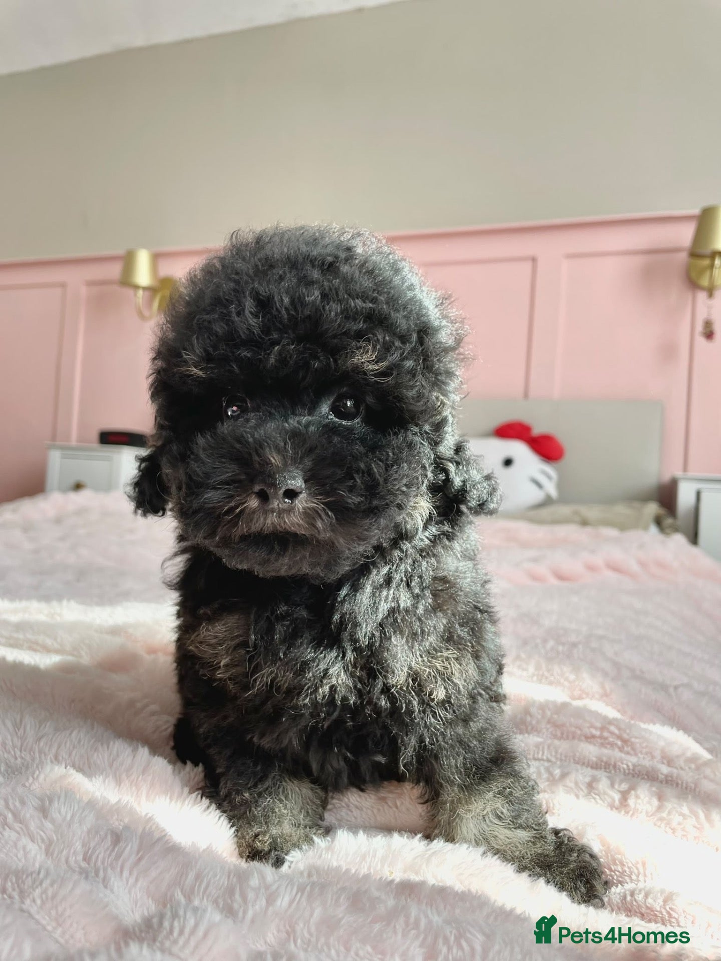 Cavapoo dogs Please pick me 🐾 - Advert 5