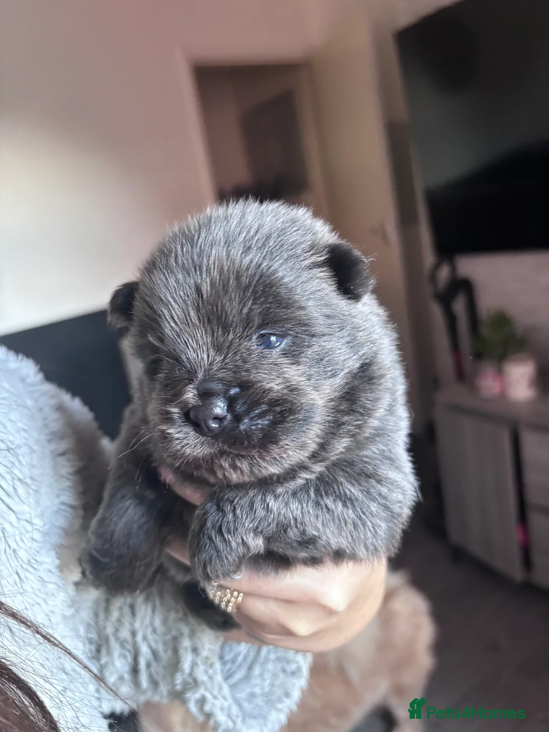 Mixed Breed dogs for sale: Chowpom puppies - Advert 24