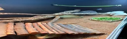 Bearded Dragon reptiles for sale: Male Bearded Dragon with full Vivarium setup in Blackwood - Advert 4