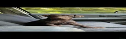 Patterdale Terrier dogs for sale: 2x Patterdale puppies - female - available now - Advert 33