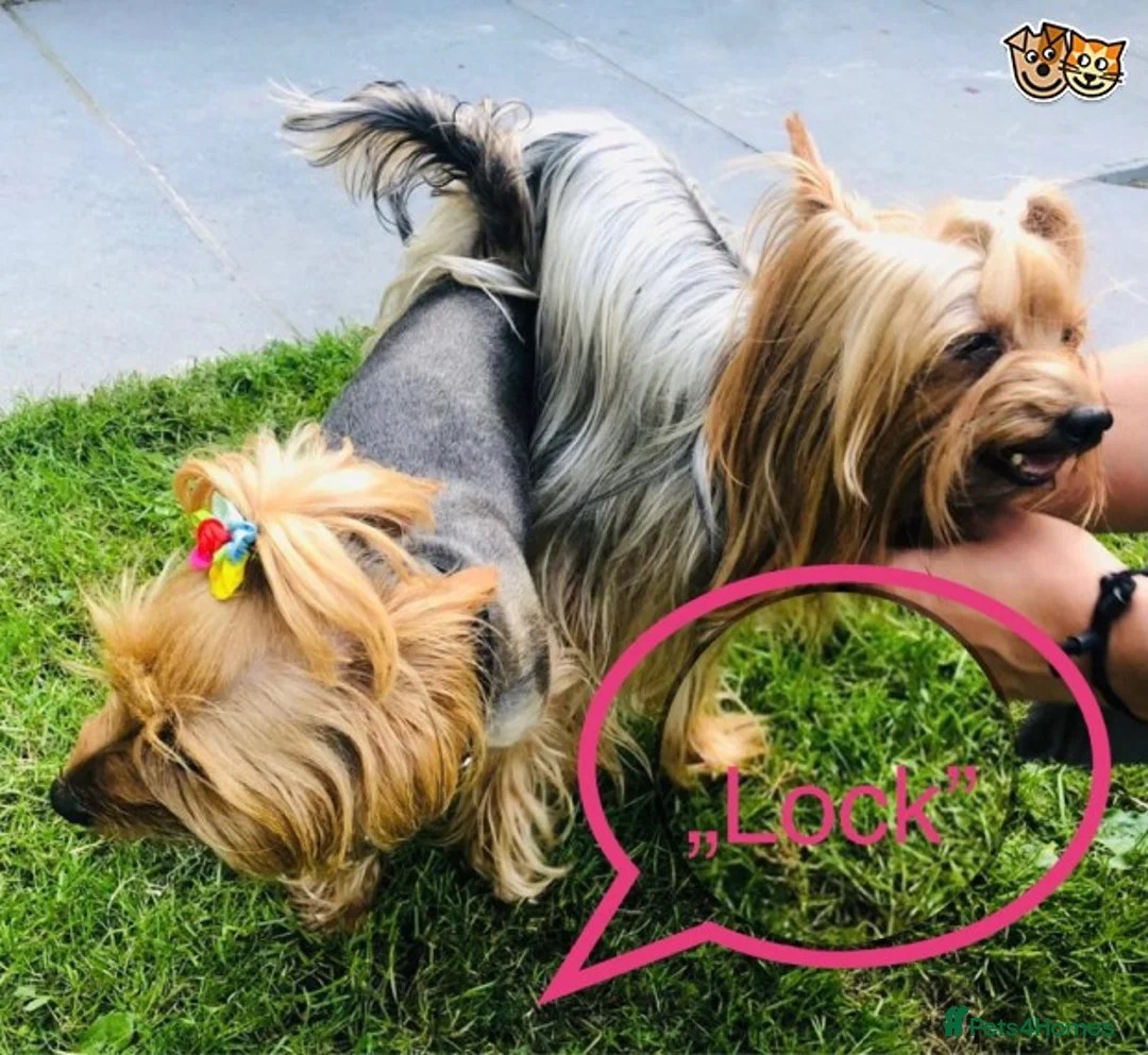 Mixed Breed dogs for stud: KC REG STUD,100% mini Yorkie,small to med breeds in Caterham - Advert 4