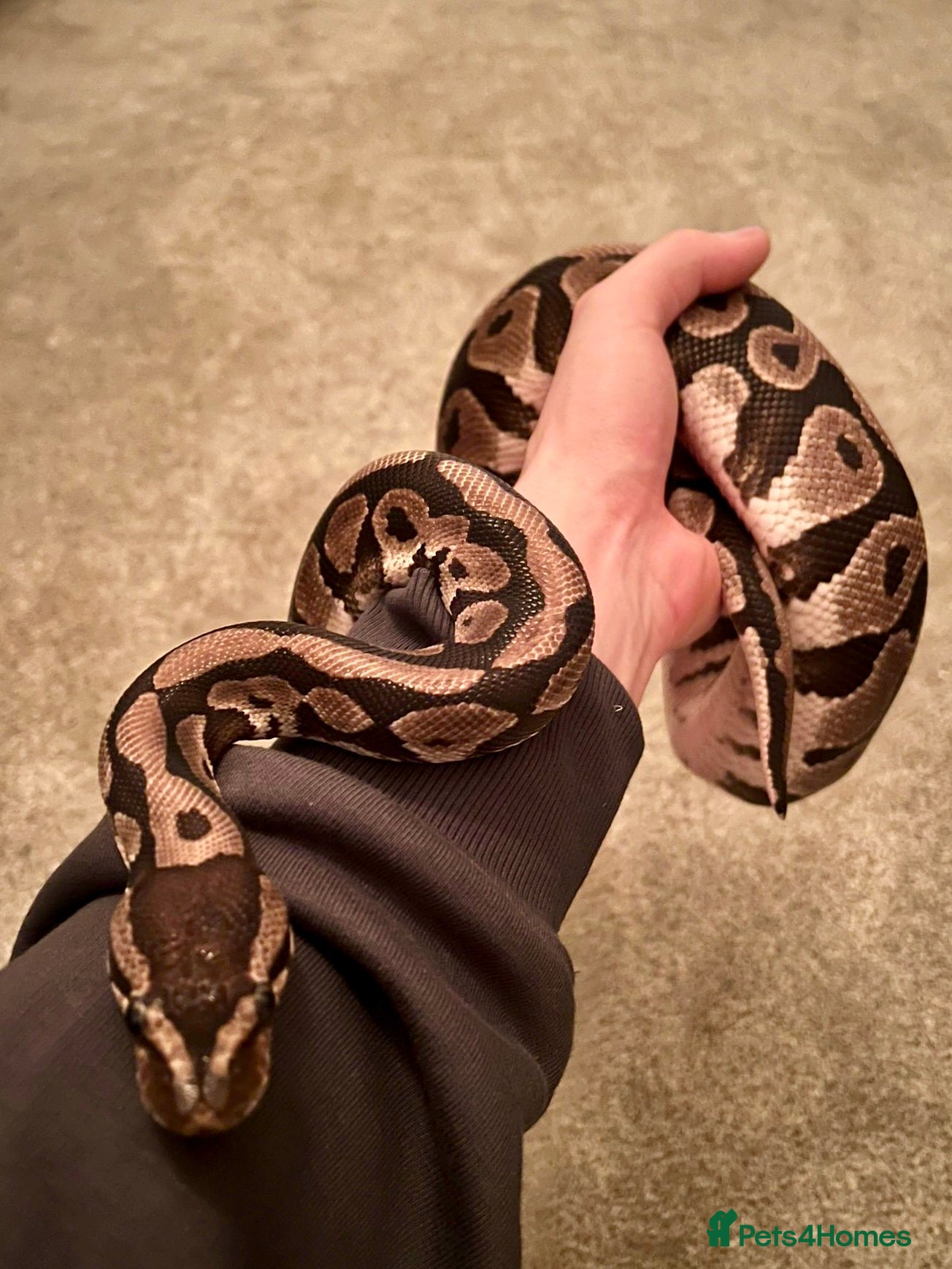 Python Snake reptiles Beautiful Ball Python for Sale - Advert 1
