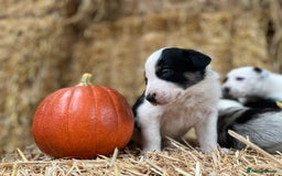Border Collie dogs for sale: Beautiful cheeky border collies for sale - Image 10