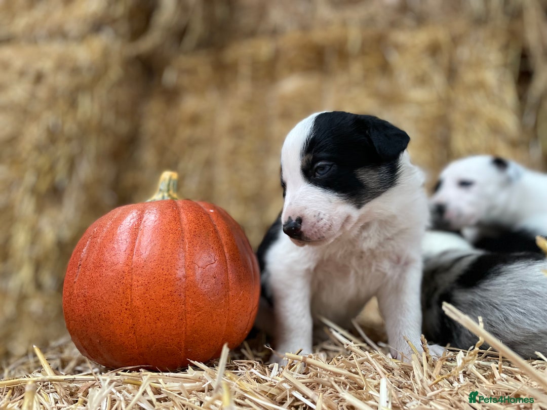 Border Collie dogs for sale: Beautiful cheeky border collies for sale - Image 10