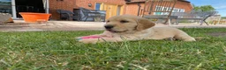 Golden Retriever dogs for sale: Golden Retriever Puppies in Thatcham - Advert 16