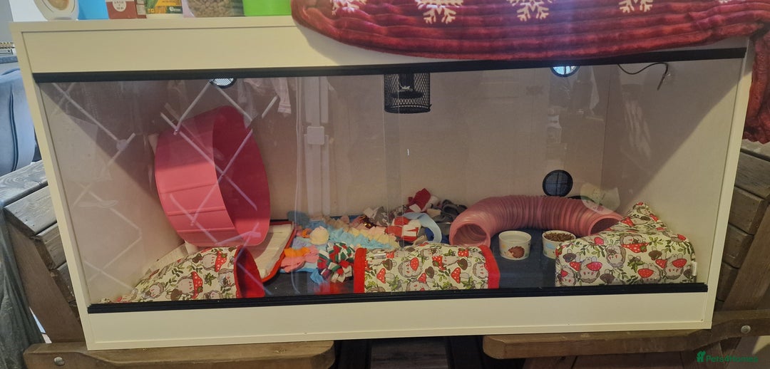 Pygmy Hedgehog rodents for sale: (F) A Pygmy Hedgehog + enclosure & accessories  - Advert 7