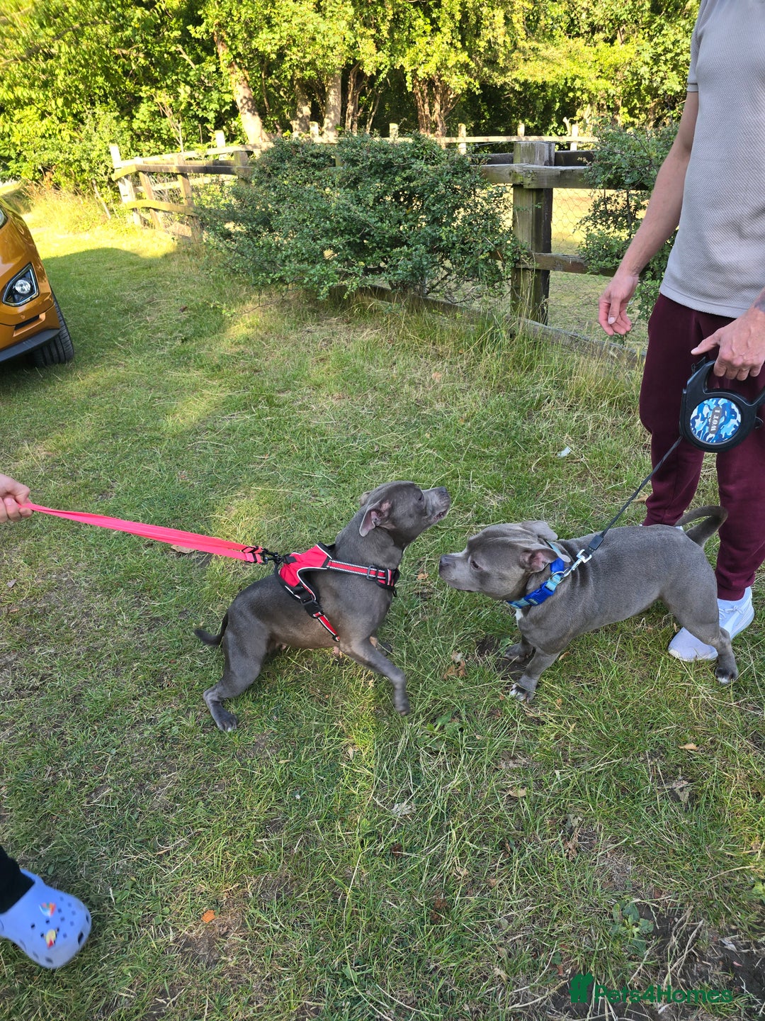 Staffordshire Bull Terrier dogs for sale: Stella & Astro Puppies - Image 12