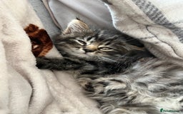 Mixed Breed cats for sale: 8 week old male fluffy tabby kitten - Image 4