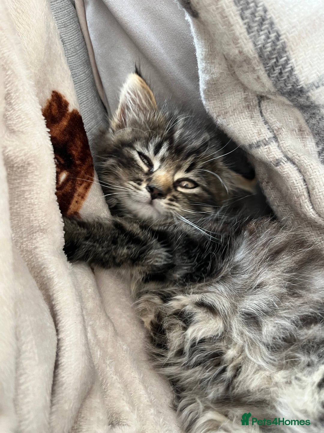 Mixed Breed cats for sale: 8 week old male fluffy tabby kitten - Image 4