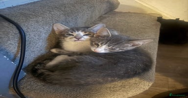 Mixed Breed cats - Advert 7