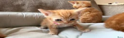British Shorthair cats for sale: Gorgeous Ginger Kittens - Ready to leave in Mansfield - Advert 14