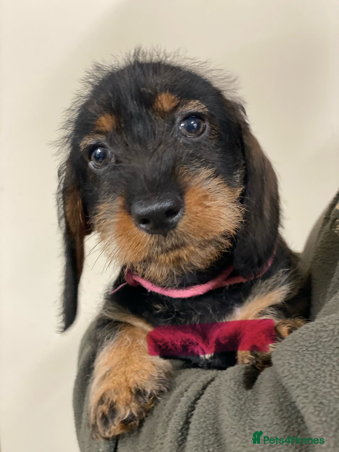 Dachshund dogs for sale: Outstanding Pedigree Litter-Health Tested Parents - Advert 13