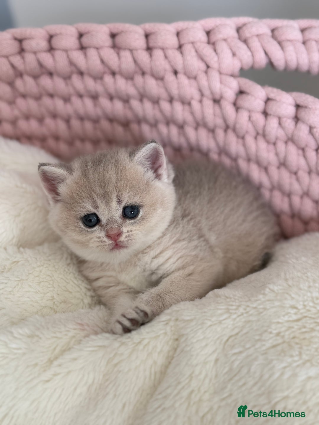 British Shorthair cats for sale: Golden Blue British Shorthair kittens  - Advert 33