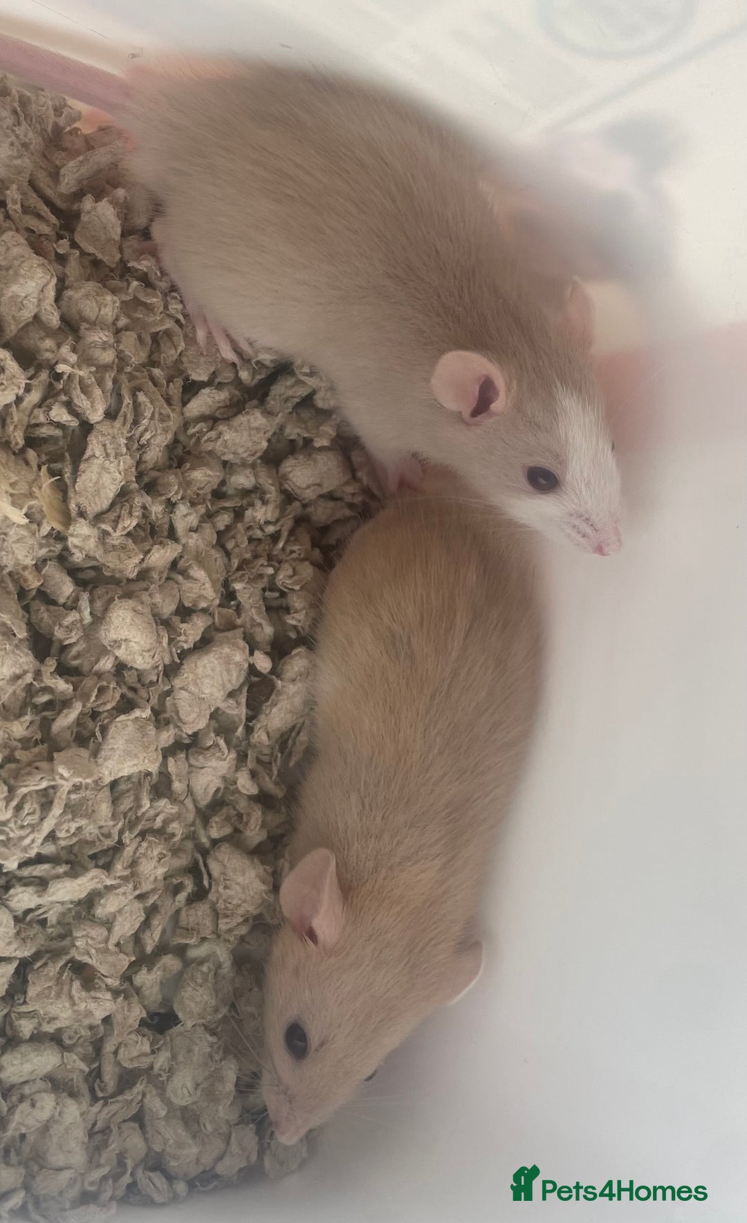 Rat rodents for sale: Baby dwarf rats  - Image 5