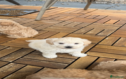 Maltipoo dogs for sale: Tiny Teddy bear maltipoo puppy - Image 12