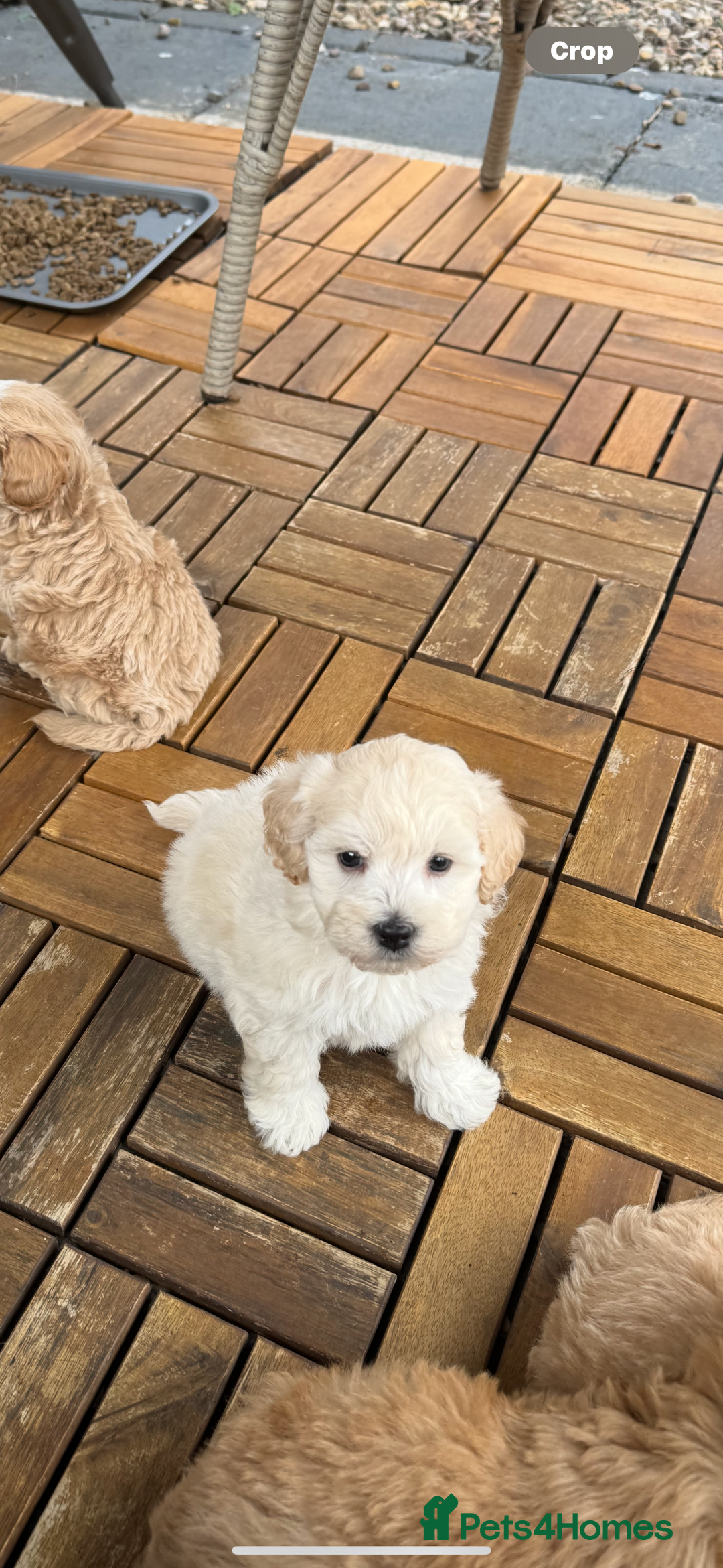 Maltipoo dogs for sale: Tiny Teddy bear maltipoo puppy - Image 12