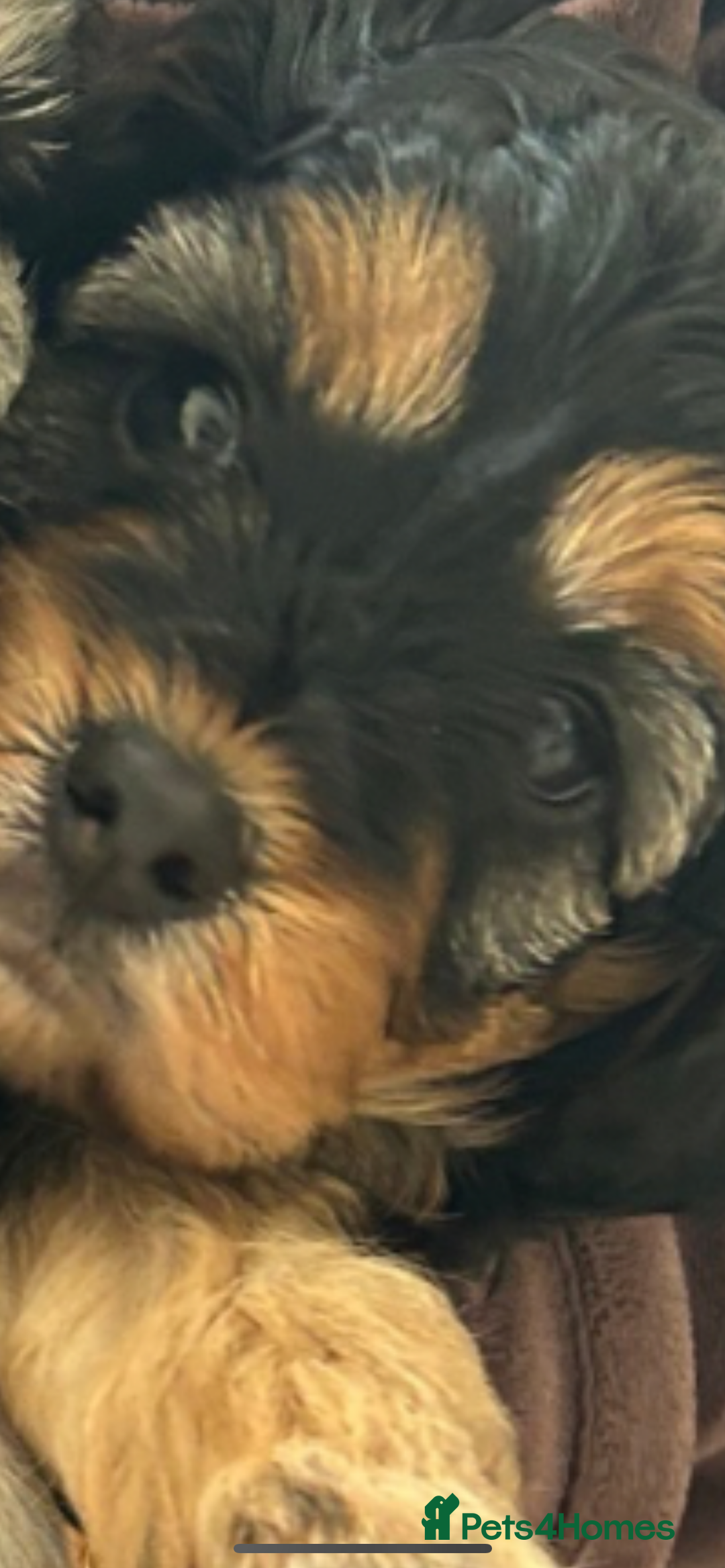 Cavapoo dogs for sale: REDUCED 🌟FEMALE F1B CAVAPOO  STUNNING PUPPY - Image 10