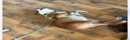 Staffordshire Bull Terrier dogs for sale: Jasmine in Chesterfield - Advert 4