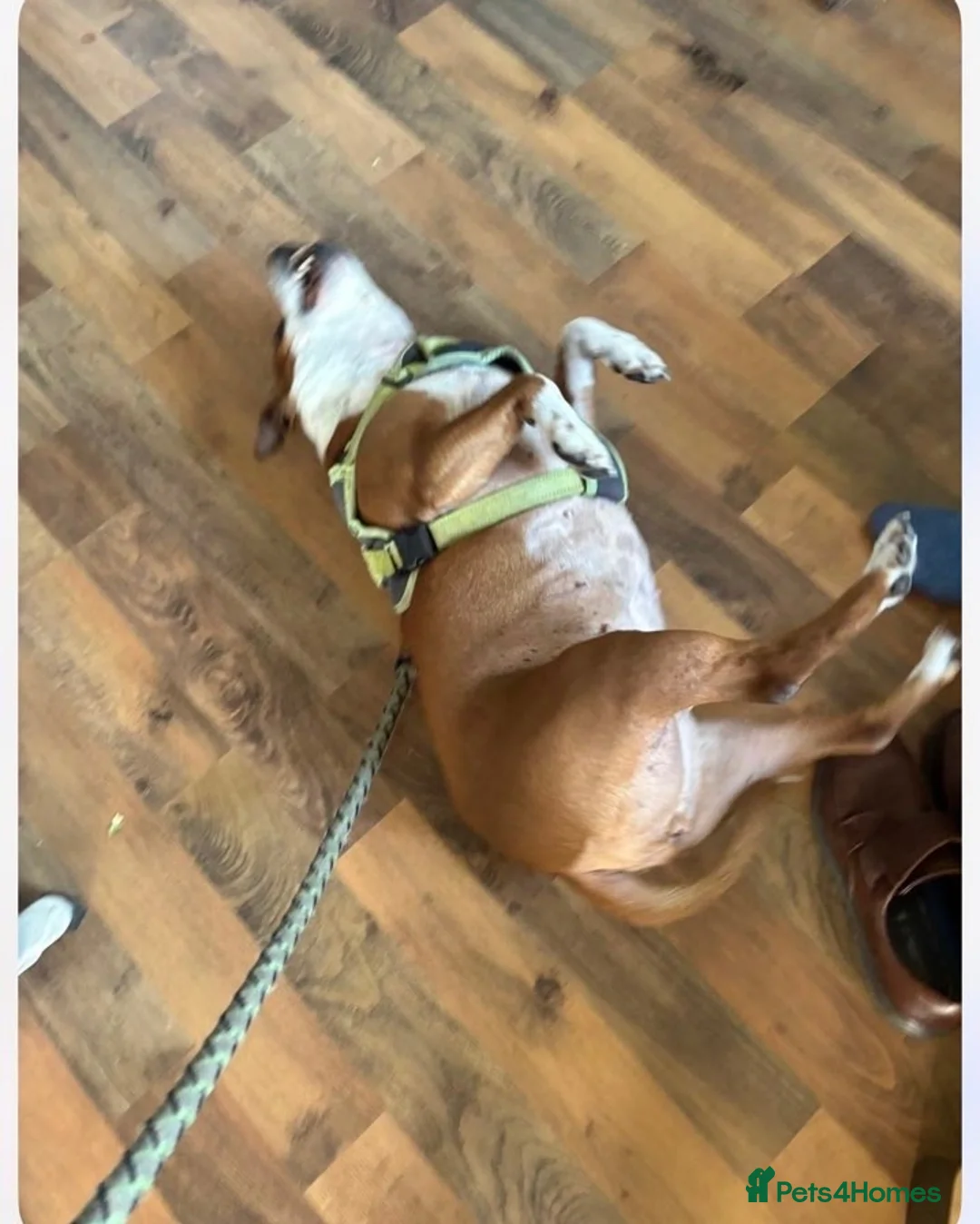 Staffordshire Bull Terrier dogs for sale: Jasmine in Chesterfield - Advert 4