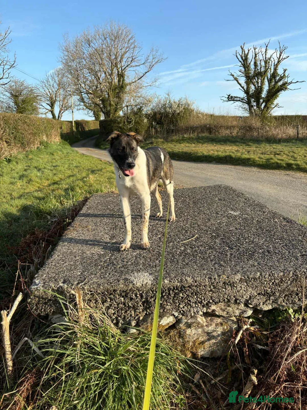 Mixed Breed dogs for adoption: ASTRO - Advert 10