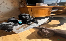 Sprocker dogs for sale: Sprocker spaniel puppy  - Image 8