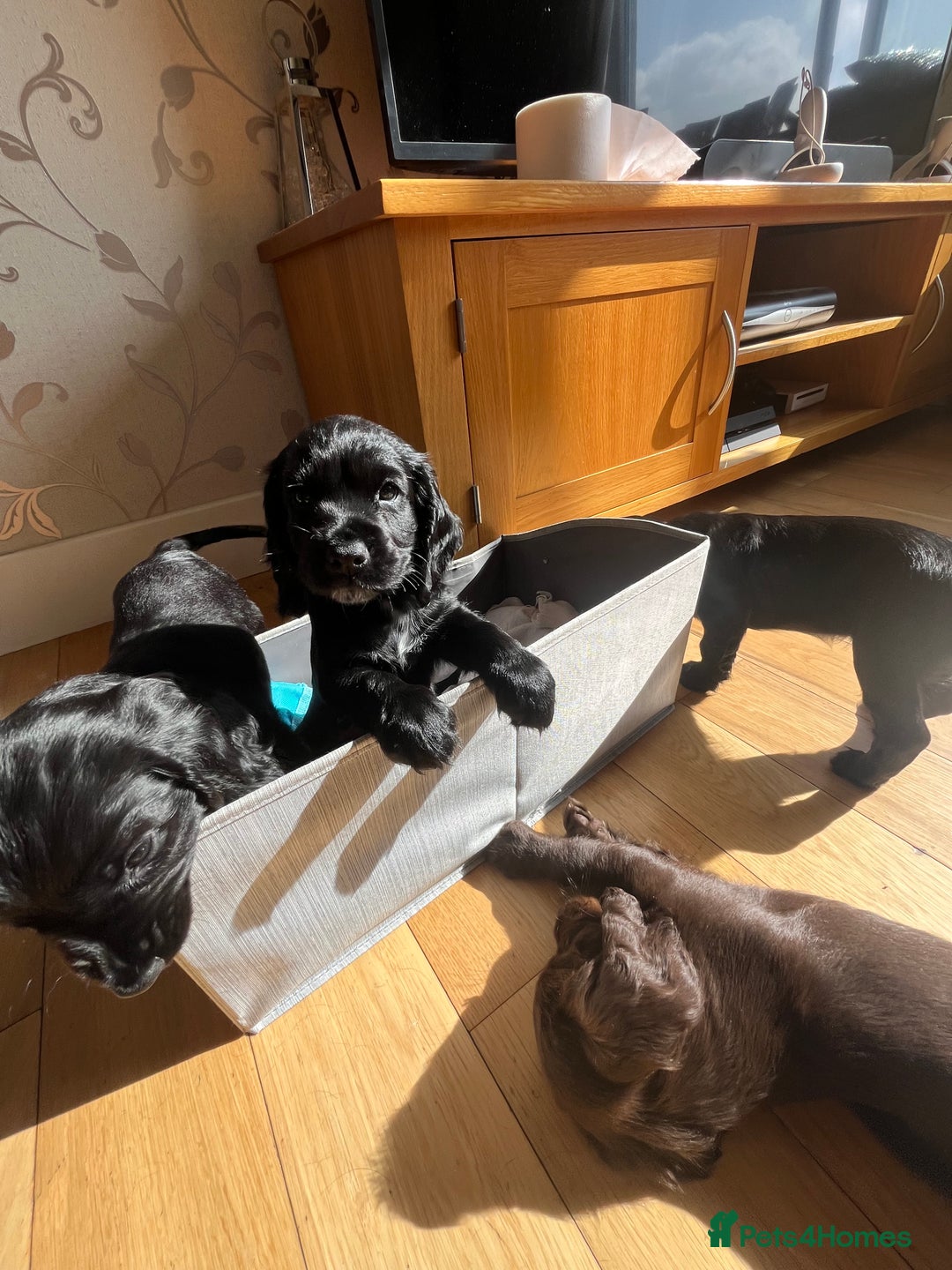 Sprocker dogs for sale: Sprocker spaniel puppy  - Image 8