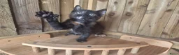 Mixed Breed cats for sale: 3 Tortie Kittens Polydactyl  - Advert 11