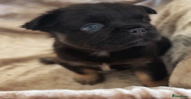 French Bulldog dogs - Advert 16