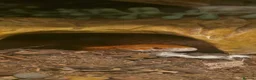 Snake reptiles for sale: Beautiful Corn Snake with great temperement - Advert 3