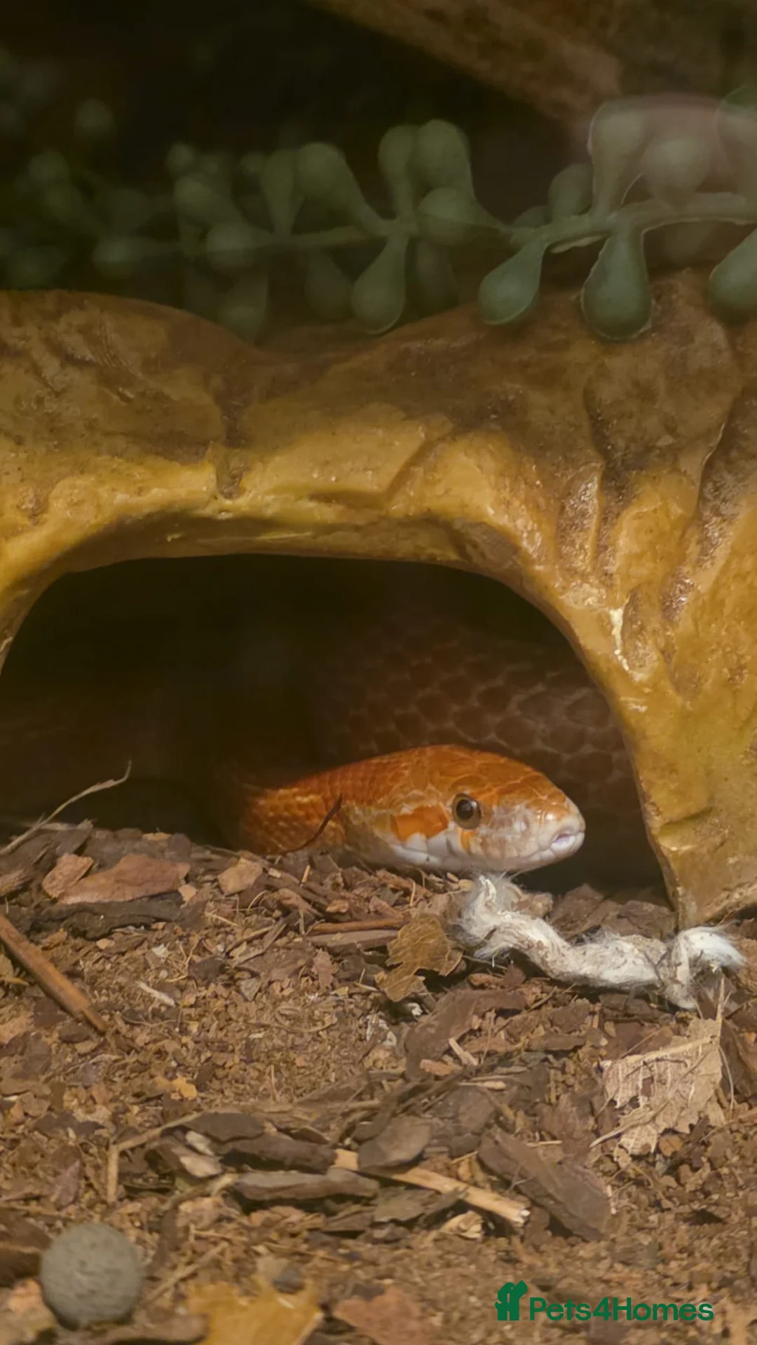 Snake reptiles for sale: Beautiful Corn Snake with great temperement - Advert 3