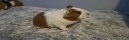 Guinea Pig rodents for sale: Baby Guinea pig's Boys and two girls  - Advert 15