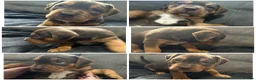 Mixed Breed dogs for sale: Beautiful puppers seeking their forever homes.  - Advert 5