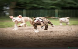 Old Tyme Bulldog dogs for sale: Old tyme bulldog for sale  - Image 3