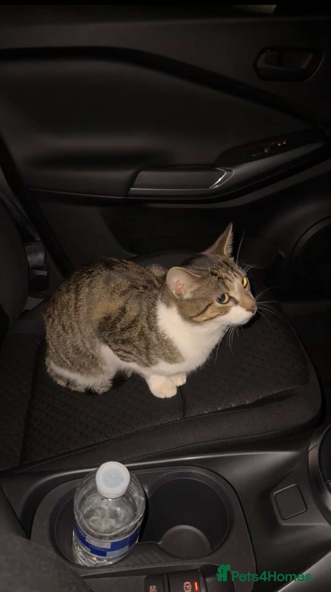 Domestic Shorthair cats for sale: Male Cat For Sale - Advert 4