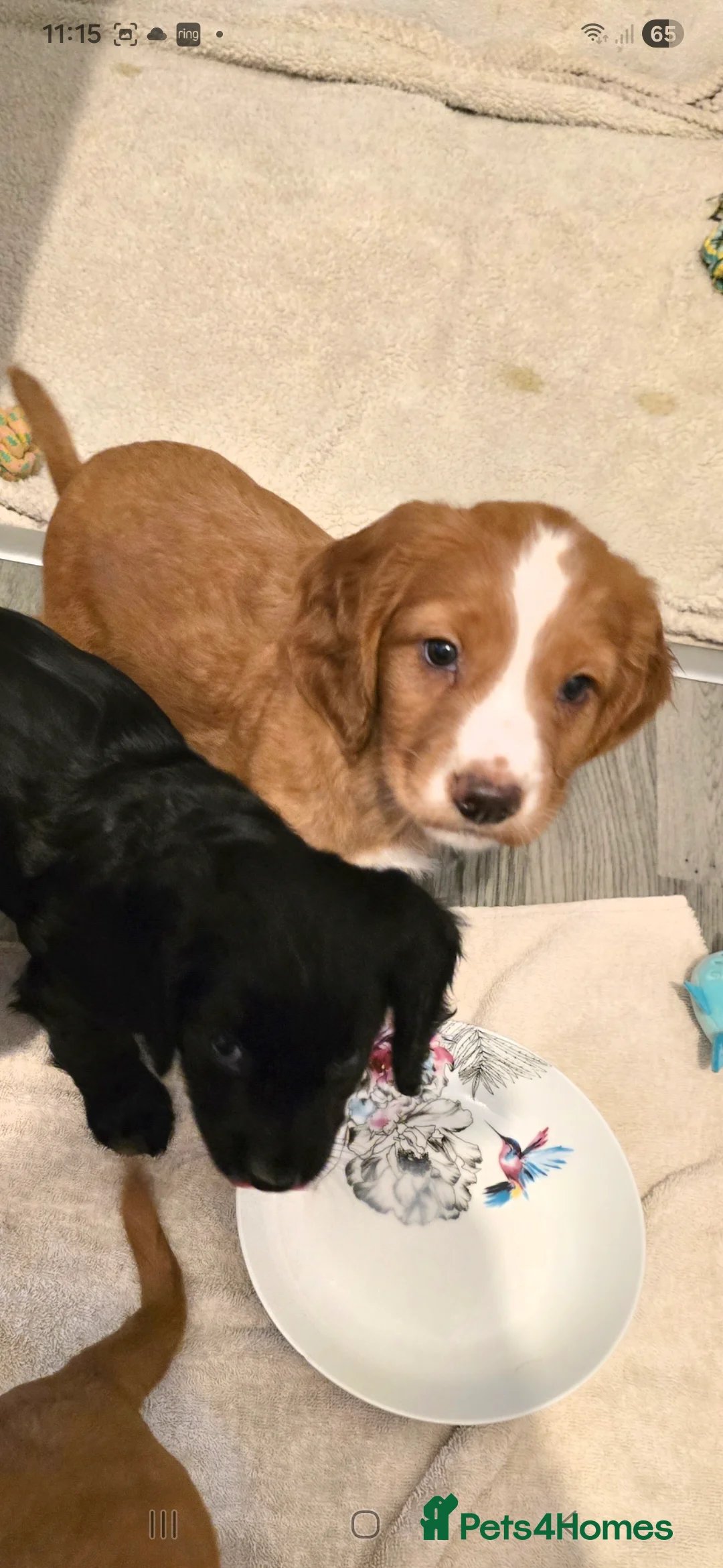 Cocker Spaniel dogs for sale: Cocker spaniel male  - Advert 3